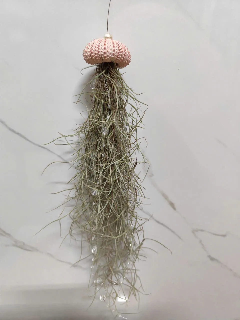 Sen đá + Cây Cảnh
